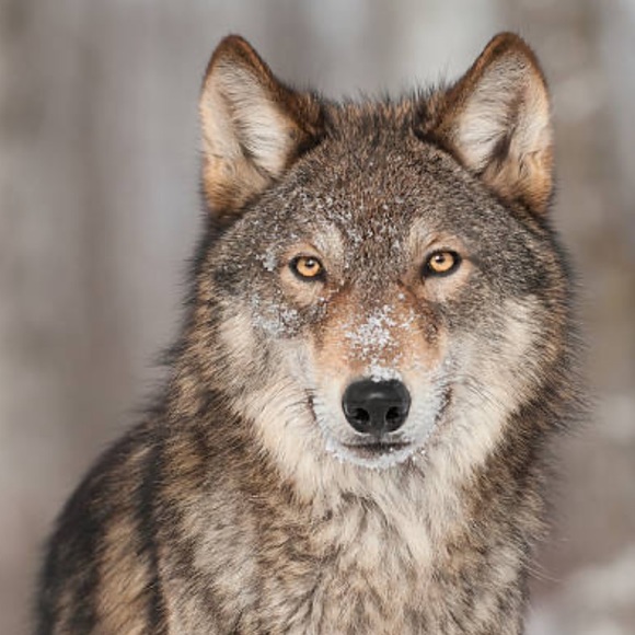 Meet your Posher, Ibrahim - Picture 1 of 1